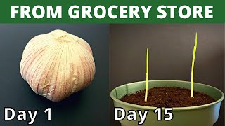 How To Grow Garlic | Meluth