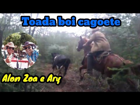 Toada boi cagoete Alon zoa e ary