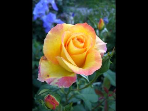 Miodrag Mile Bogdanović - Tekla voda na valove