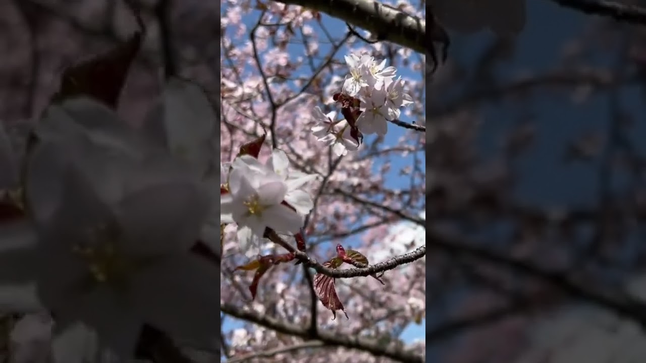 YouTube Short thumbnail