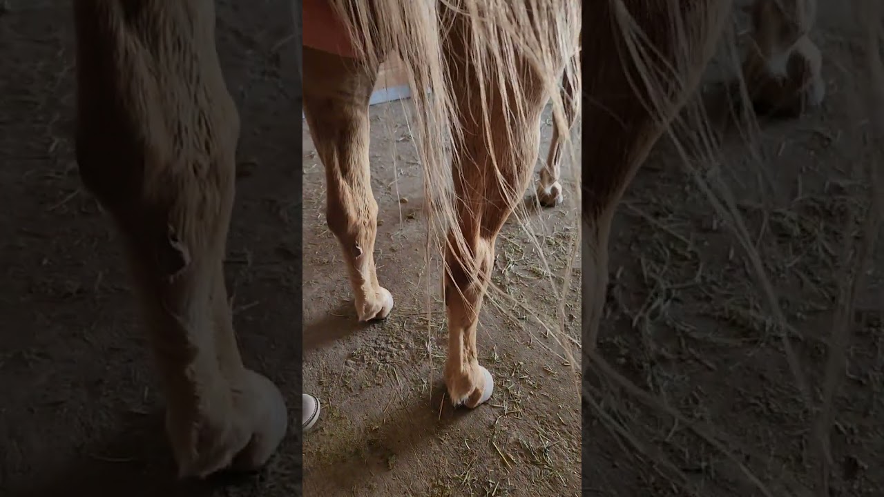 Hind end issues with horses and what you can easily do about it