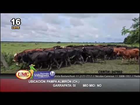 Lote 100 Novillitos en Pampa Almirón, Chaco