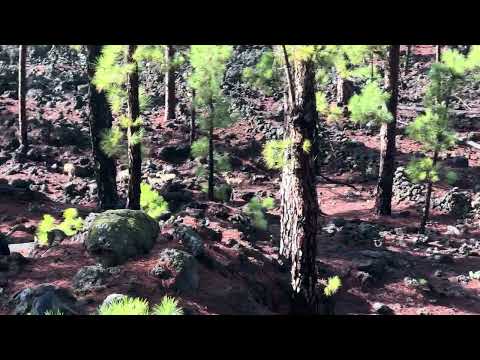 Mufflons auf Teneriffa