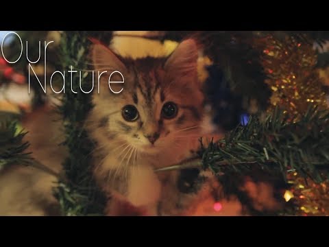 Kitty in the Christmas Tree! Kittens Playing in Christmas Trees Compilation 2017