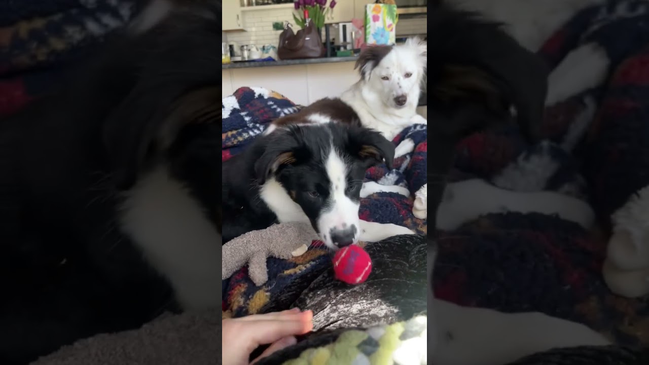 Enlarge Patches - adopted!, an adopted mixed breed in Minneapolis, MN video 6/6