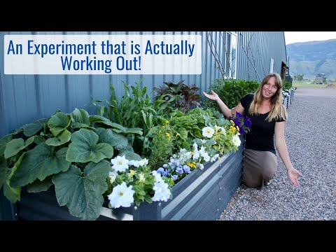 An Experiment that is Actually Working Out! Our New Micro Climate Planters