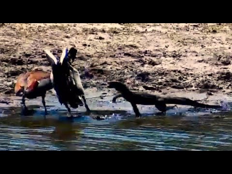 Monitor Lizard tried to attack pestering Egyptian Geese then is dived at in water by Lapwing 10/5/25