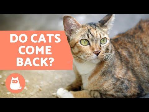 Do Cats Come Back Home If They Run Away? - YouTube