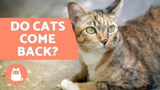 Do Cats Come Back Home If They Run Away?