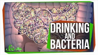 Does Drinking Alcohol Kill Your Gut Bacteria?