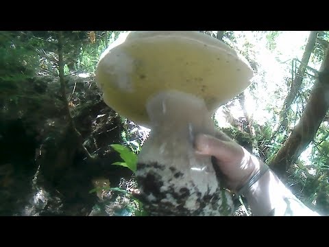 Великі білі гриби в Карпатах.Большие белые грибы в Карпатах.Large white mushrooms in the Carpathians