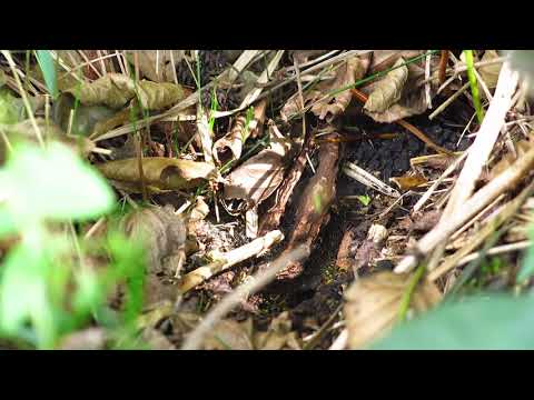 Wielkie gniazdo os w ziemi! pełno os małe osy