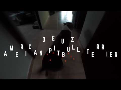 Deuz - American Pitbull Terrier Chiriqui @apbtchiriqui