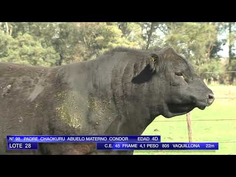 Lotes de Toros Cabaña " El Transito" de López de Armentia e Hijos