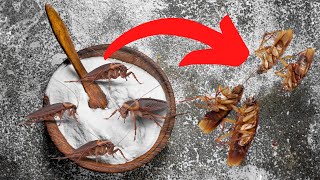 The Fastest and Safest Home Remedy to Kill and Get Rid of Cockroaches in Your House