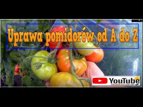 🍅Odc-728-#Uprawa od A do Z-Swojskie wielkie #pomidory#ogórki #zbiory🍅 ,#Cycas Revoluta itp