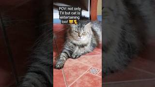 Download lagu #cat #subscribe https://www.youtube.com/channel/UC4qxoTy9JmzC_PuogNwYyRQ?sub_confirmation=1bj mp3 Download lagu #cat #subscribe https://www.youtube.com/channel/UC4qxoTy9JmzC_PuogNwYyRQ?sub_confirmation=1bj mp3