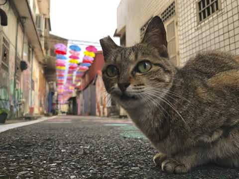 【甲仙貓巷】2021年度雨傘更新