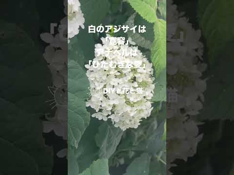 夏に色あせたアジサイの花は切り取ったほうがいいでしょうか？どのようなリスクがありますか?  庭園
