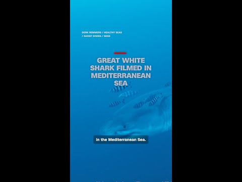 Great white shark filmed underwater in Mediterranean