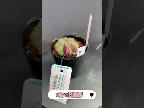 園芸 マーティンのユーフォルビア