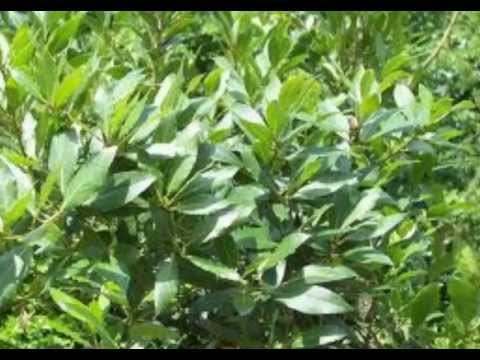 "Lorbeer" von Hermione von Preuschen, vom Wortmann rezitiert