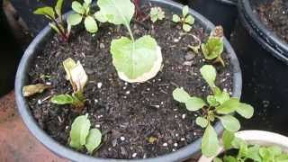 cabbage root fly protection