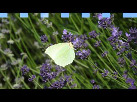Campi di Lavanda a Sale San Giovanni (CN)