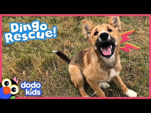 Mystery Dog Is...Actually Not A Dog At All! | Rescued! | Dodo Kids
