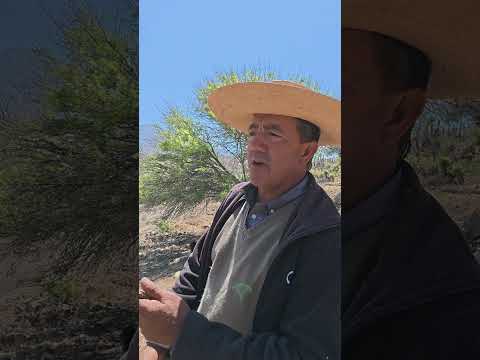 Arrieros de Putaendo Region de Valparaíso Chile Trashumancia en la cordillera de los andes Chile