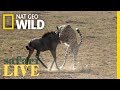 What Does It Take For A Cheetah To Hunt Wildebeest Nat Geo Wild