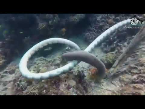 epic battle eel vs octupos and sea snake