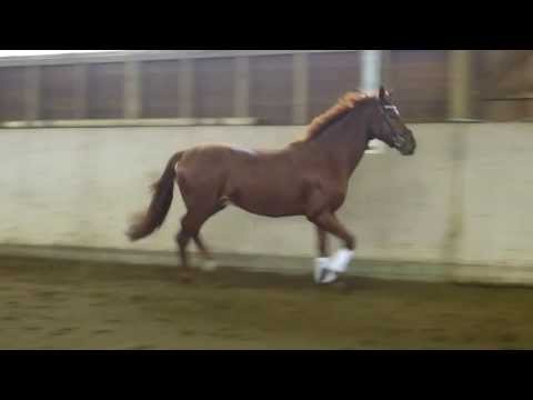 Busy Boy 2014: 2,5j. Hann. Hengst v. Belstaff - Londonderry