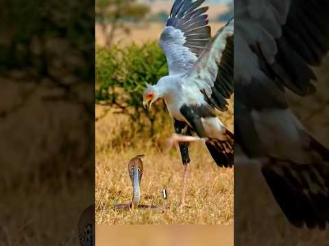 Il tue les cobras à coups de pied
