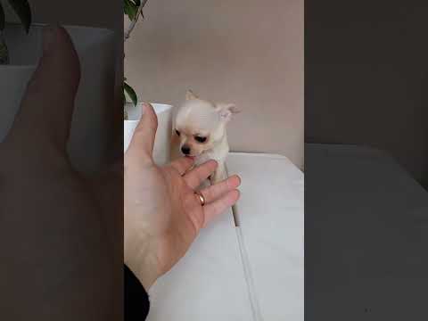 Vendita Cuccioli di Chihuahua toy
