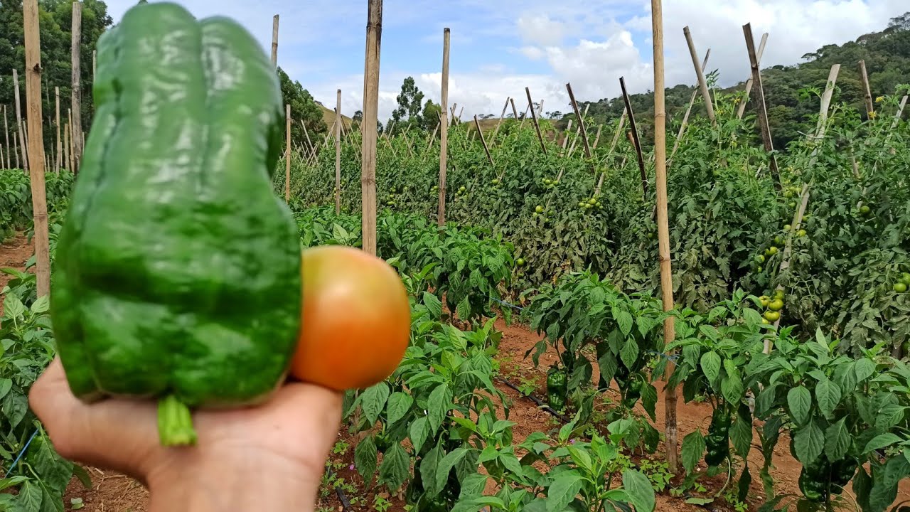 COMO CULTIVAR PIMENTÃO E TOMATE🍅isso você não sabia