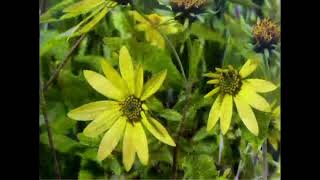 Sr.Secondary: Environmental Science : L-28,Ground Water Resources