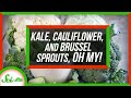 Kale Cauliflower And Brussels Sprouts Are The Same Species
