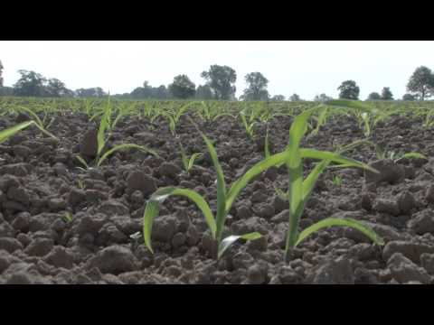 Striegeln gegen Unkraut - Mais