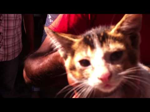 Selling pussy at the Sri Lankan market