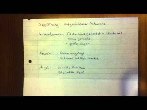 Katzen verstehen - Körpersprache von Katzen richtig deuten