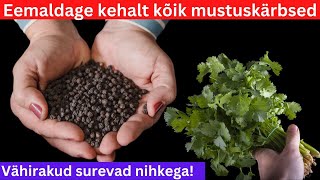 Aller Dreck fliegt vom Körper | Krebszellen sterben schubweise! Nur 3 starke Zutaten🌿