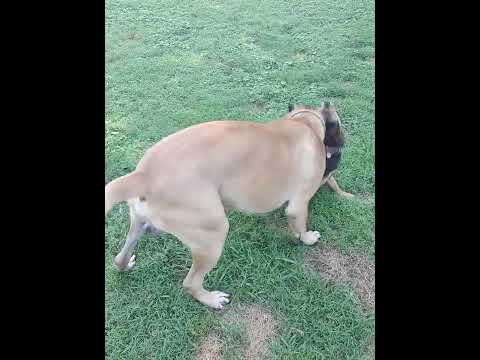 Canine Body Language