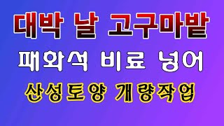 [텃밭농부.983]  대박날 고구마밭에 석회비료 넣어서 토양개량작업 #고구마재배
