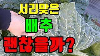 결구되는 시기에 서리맞은 배추, 결구가 잘 된 배추는 추위에도 잘 견딘다.속이 꽉찬 달달한 배추
