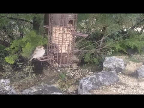 Chipping Sparrows at Feeder
