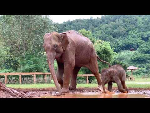 Mother Shows To Her  Baby Elephant “Chaba”  Learn How To Get Into The Mud Pitch - ElephantNews