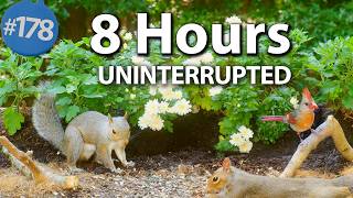 TV for Cats 😻8 Hours of Birds 🐦 and Squirrels 🐿Uninterrupted Cat TV 4K @LensMyth