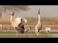 Paddy Fields Offer Sanctuary for Wild Birds | Ganges | BBC Earth