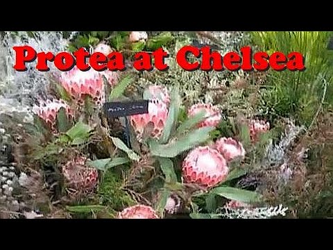 Plant Traveller: Protea at Chelsea Flower Show #houseplants